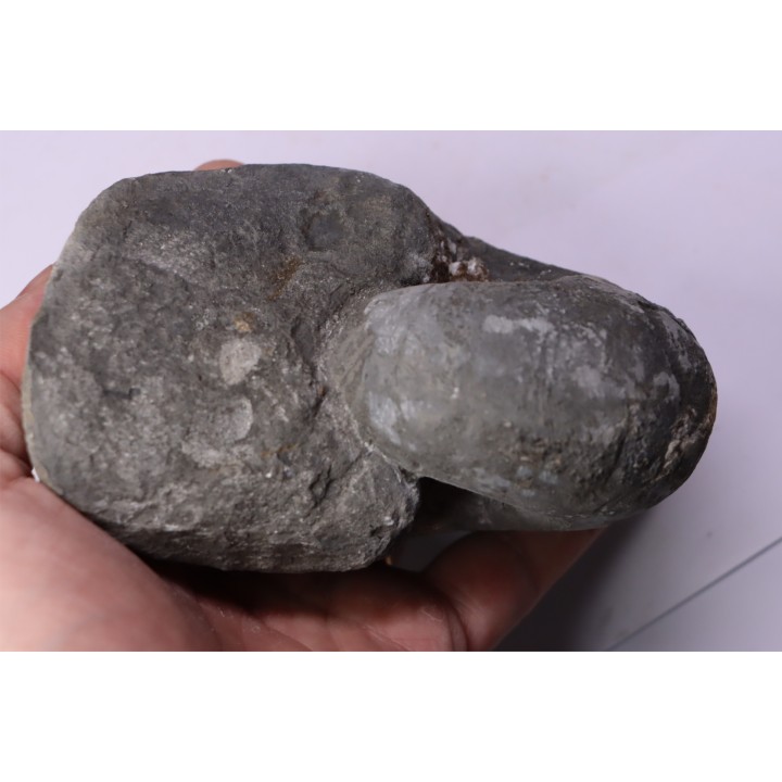 nautile:  Cenoceras  intermedium (Sowerby)  hettangien  Damblain, 88 – FRANCE