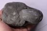 nautile: Cenoceras intermedium (Sowerby) hettangien Damblain, 88 – FRANCE