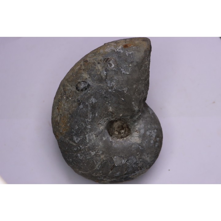 nautile:  Cenoceras  intermedium (Sowerby)  hettangien  Damblain, 88 – FRANCE