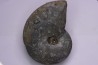 nautile: Cenoceras intermedium (Sowerby) hettangien Damblain, 88 – FRANCE