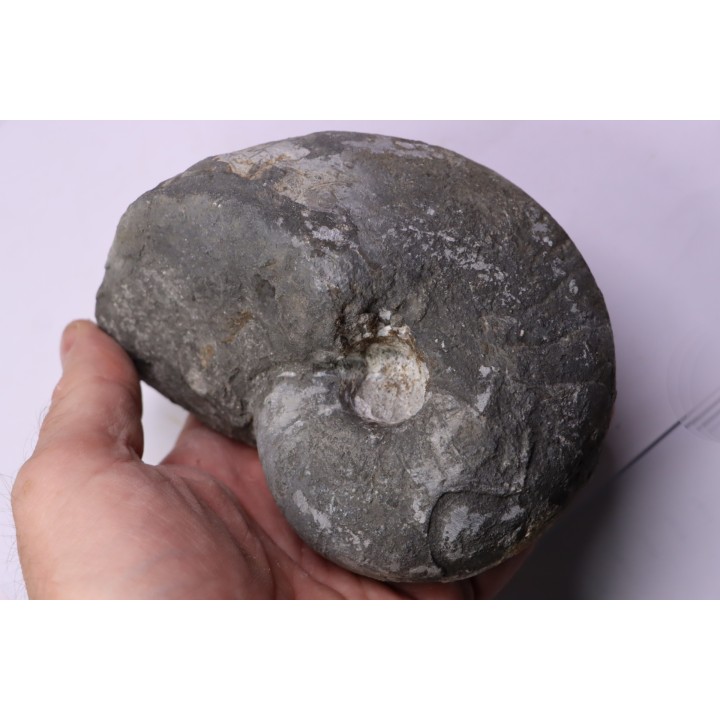 nautile:  Cenoceras  intermedium (Sowerby)  hettangien  Damblain, 88 – FRANCE