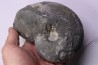 nautile: Cenoceras intermedium (Sowerby) hettangien Damblain, 88 – FRANCE