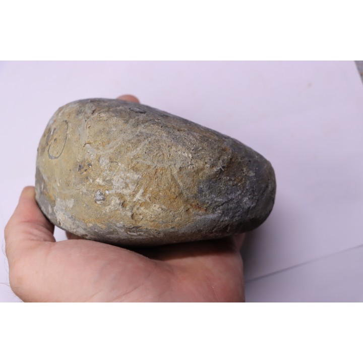 nautile:  Cenoceras  intermedium (Sowerby)  hettangien  Damblain, 88 – FRANCE