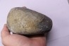 nautile: Cenoceras intermedium (Sowerby) hettangien Damblain, 88 – FRANCE