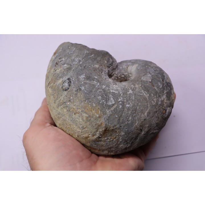 nautile:  Cenoceras  intermedium (Sowerby)  hettangien  Damblain, 88 – FRANCE