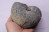 nautile: Cenoceras intermedium (Sowerby) hettangien Damblain, 88 – FRANCE