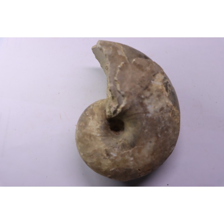 nautile: Cenoceras striatum (Sowerby) carixien  Fresnay le Puceux, 14 – FRANCE