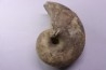 nautile: Cenoceras striatum (Sowerby) carixien Fresnay le Puceux, 14 – FRANCE