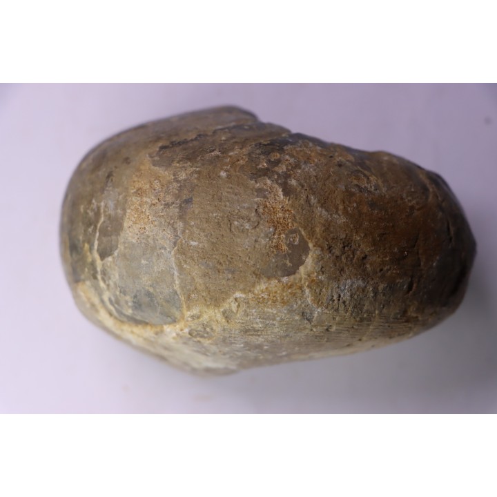 nautile: Cenoceras striatum (Sowerby) carixien  Fresnay le Puceux, 14 – FRANCE
