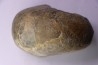 nautile: Cenoceras striatum (Sowerby) carixien Fresnay le Puceux, 14 – FRANCE