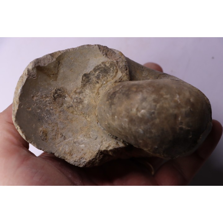 nautile: Cenoceras striatum (Sowerby) carixien  Fresnay le Puceux, 14 – FRANCE