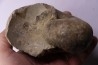 nautile: Cenoceras striatum (Sowerby) carixien Fresnay le Puceux, 14 – FRANCE