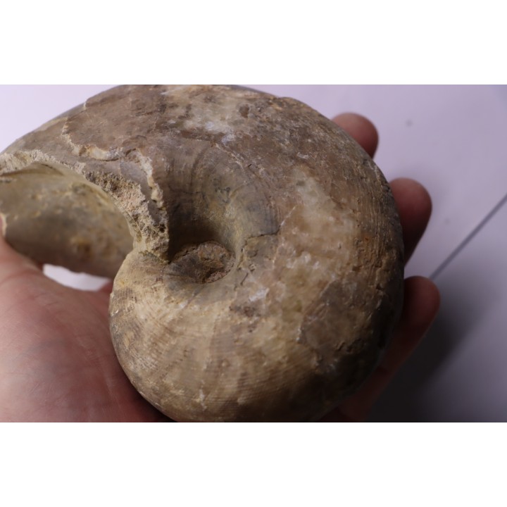 nautile: Cenoceras striatum (Sowerby) carixien  Fresnay le Puceux, 14 – FRANCE