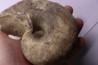 nautile: Cenoceras striatum (Sowerby) carixien Fresnay le Puceux, 14 – FRANCE