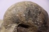 nautile: Cenoceras striatum (Sowerby) carixien Fresnay le Puceux, 14 – FRANCE
