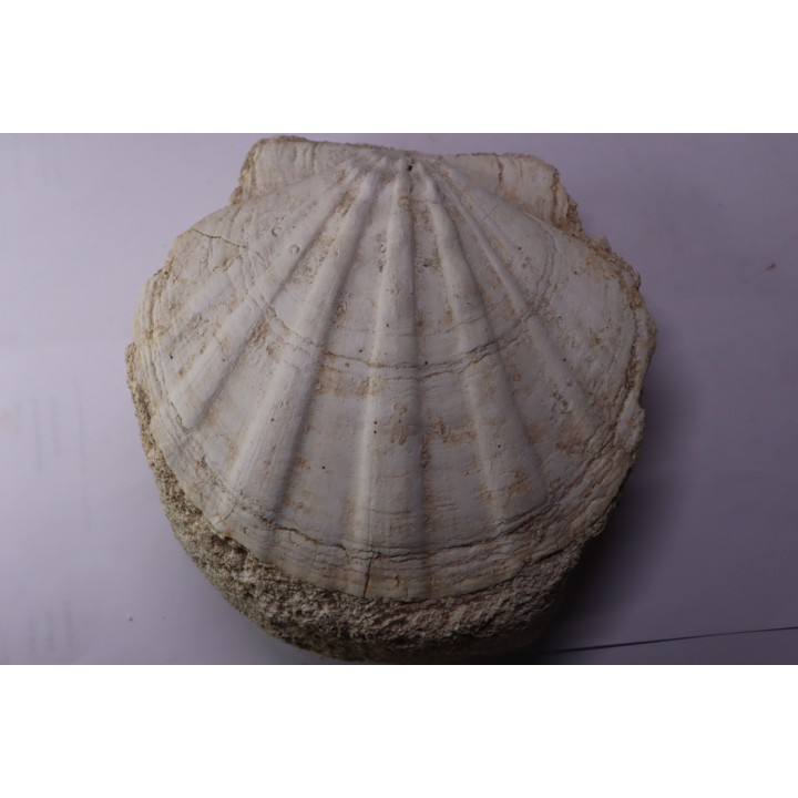 Gigantopectens restitutensis  Burdigalien Miocène  Lacoste, Vaucluse - France