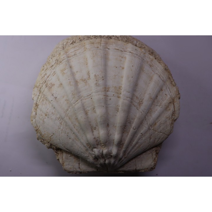 Gigantopectens restitutensis  Burdigalien Miocène  Lacoste, Vaucluse - France