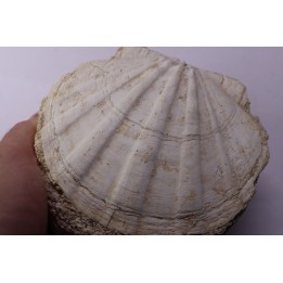 Gigantopectens restitutensis  Burdigalien Miocène  Lacoste, Vaucluse - France