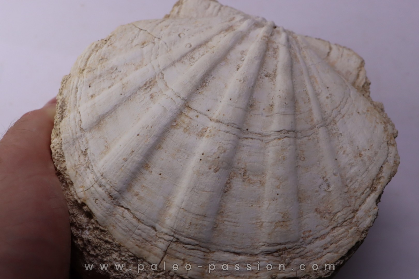 Gigantopectens restitutensis Burdigalien Miocène Lacoste, Vaucluse - France