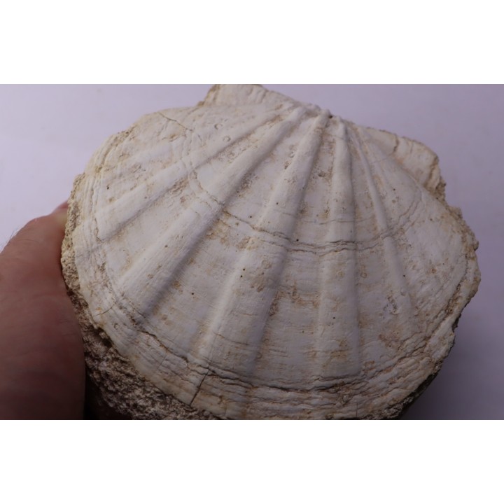 Gigantopectens restitutensis  Burdigalien Miocène  Lacoste, Vaucluse - France