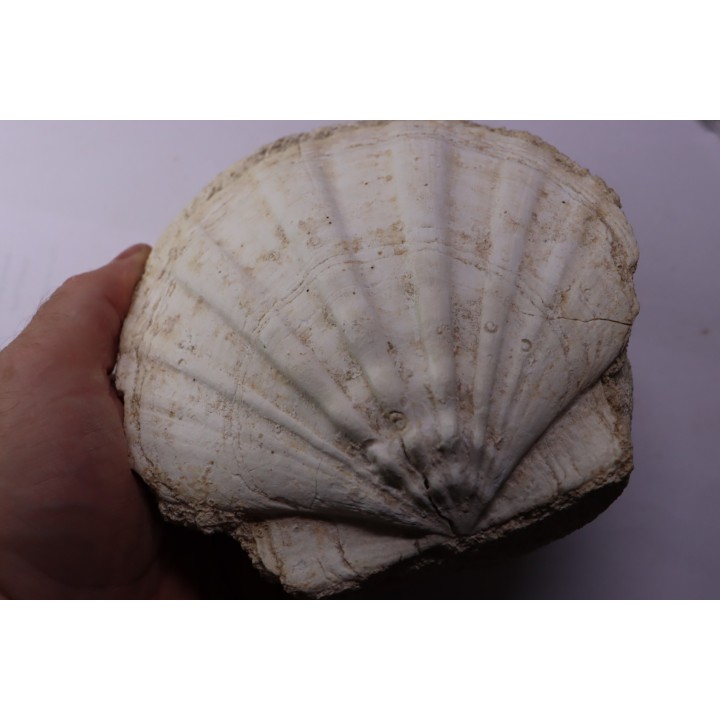 Gigantopectens restitutensis  Burdigalien Miocène  Lacoste, Vaucluse - France