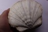 Gigantopectens restitutensis Burdigalien Miocène Lacoste, Vaucluse - France