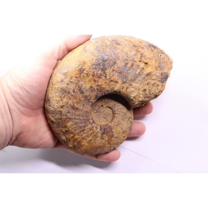 Pseudaspidoceras madagascariensis - middle Turonian - Betioky, MADAGASCAR