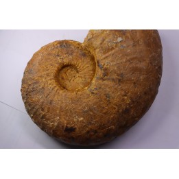 Pseudaspidoceras madagascariensis - Turonien moyen - Betioky, MADAGASCAR