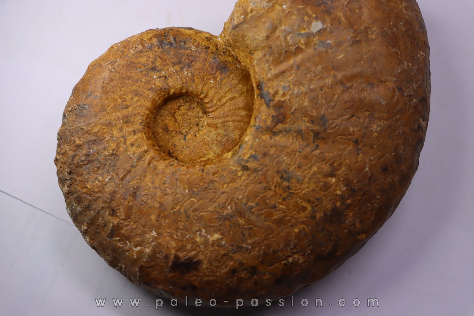 Pseudaspidoceras madagascariensis - middle Turonian - Betioky, MADAGASCAR