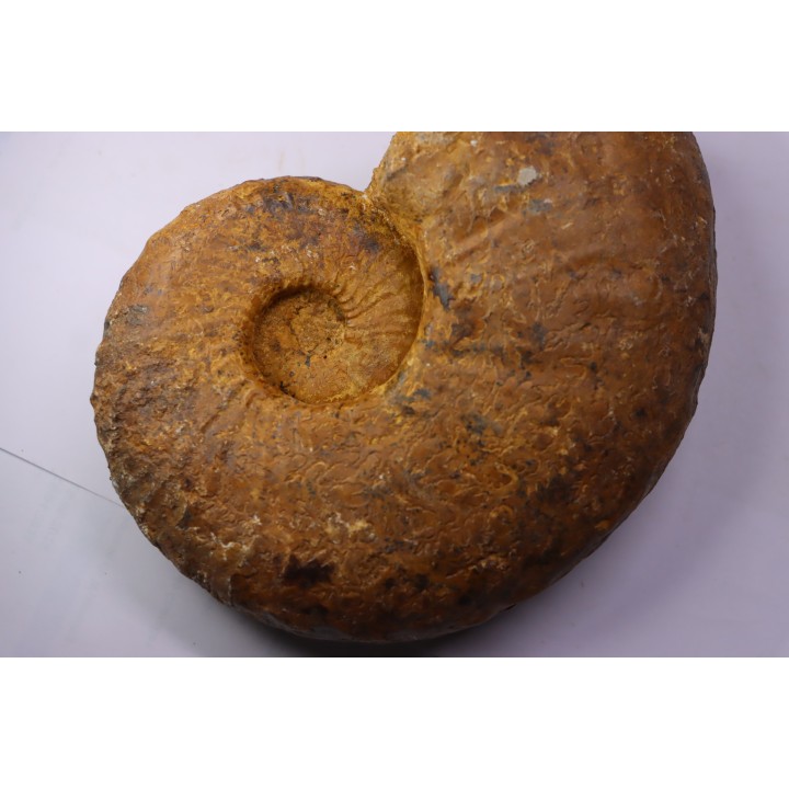 Pseudaspidoceras madagascariensis - Turonien moyen - Betioky, MADAGASCAR
