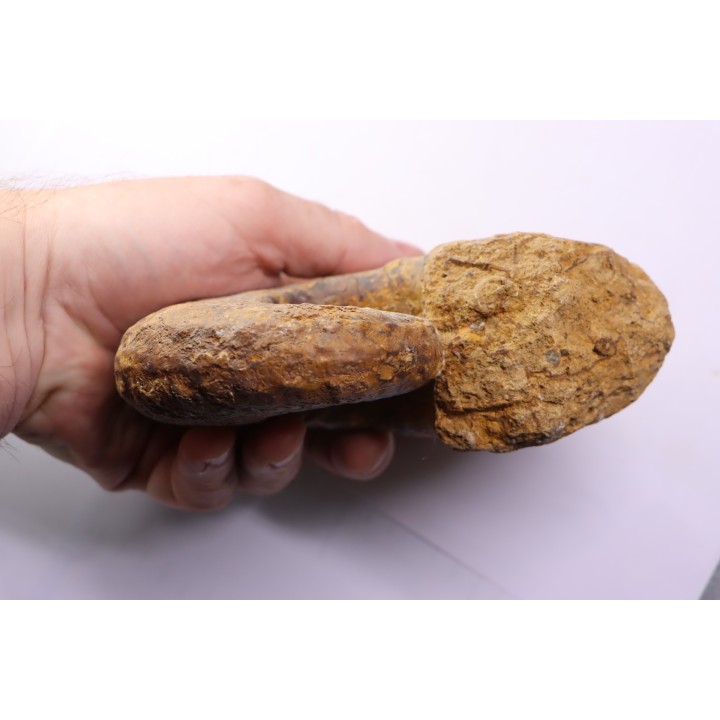 Pseudaspidoceras madagascariensis - middle Turonian - Betioky, MADAGASCAR