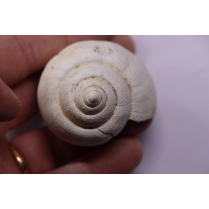 Crommium angustatum - Oligocène - gaas, FRANCE