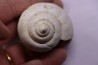 Crommium angustatum - Oligocène - gaas, FRANCE