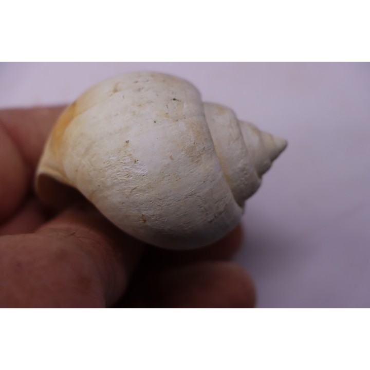 Crommium angustatum - Oligocène - gaas, FRANCE