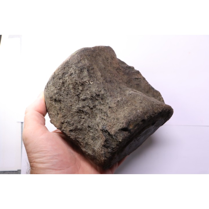 whale vertebra - pliocene - Doel - Belgium