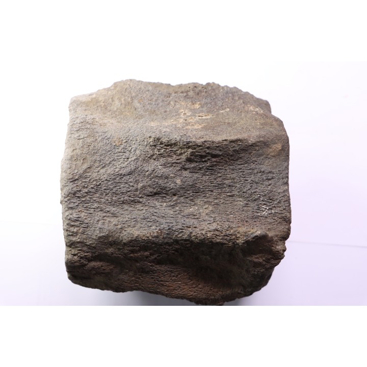 whale vertebra - pliocene - Doel - Belgium