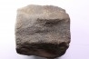 whale vertebra - pliocene - Doel - Belgium