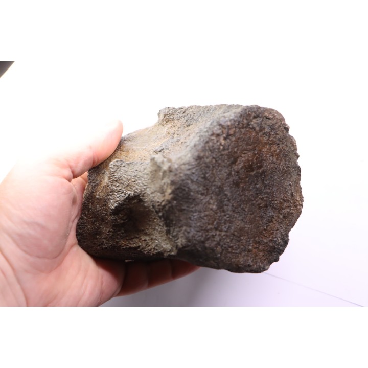 whale vertebra - pliocene - Doel - Belgium
