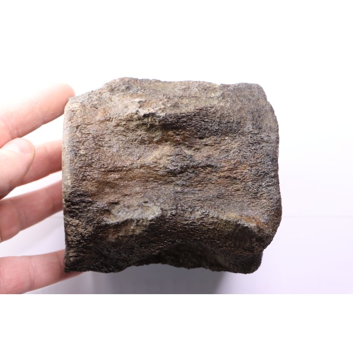 whale vertebra - pliocene - Doel - Belgium