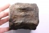 whale vertebra - pliocene - Doel - Belgium