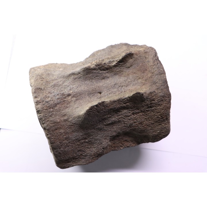 whale vertebra - pliocene - Doel - Belgium