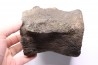 whale vertebra - pliocene - Doel - Belgium