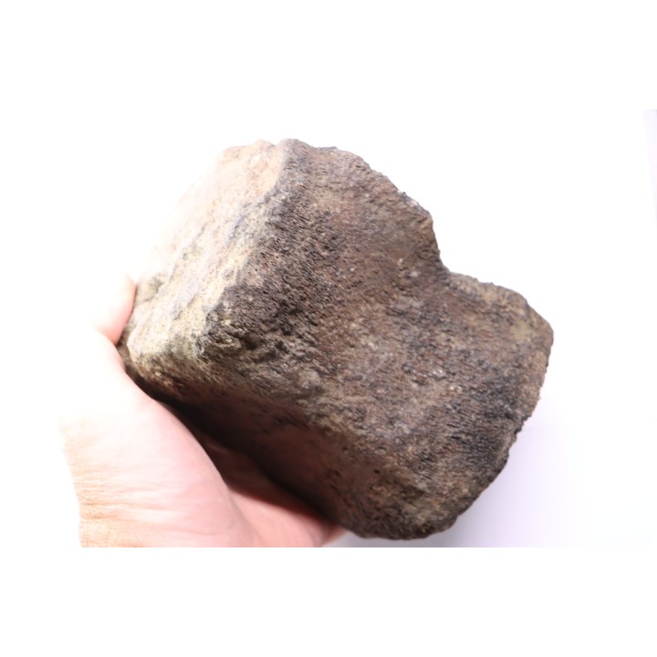 whale vertebra - pliocene - Doel - Belgium