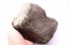whale vertebra - pliocene - Doel - Belgium
