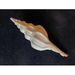 CLAVILITHES RUGOSUS