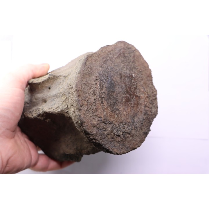whale vertebra - pliocene - Doel - Belgium