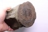whale vertebra - pliocene - Doel - Belgium