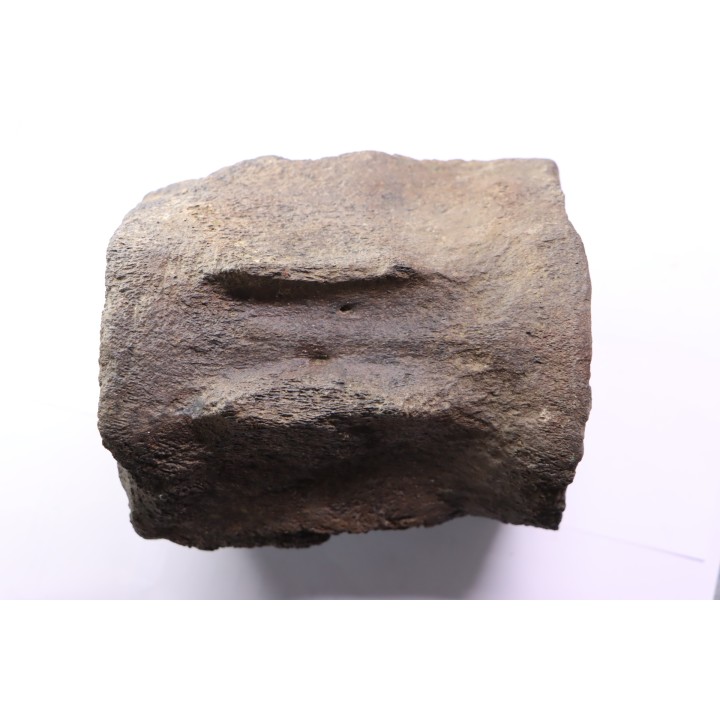 whale vertebra - pliocene - Doel - Belgium