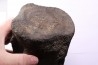 whale vertebra - pliocene - Doel - Belgium