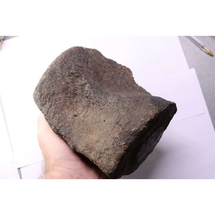 whale vertebra - pliocene - Doel - Belgium